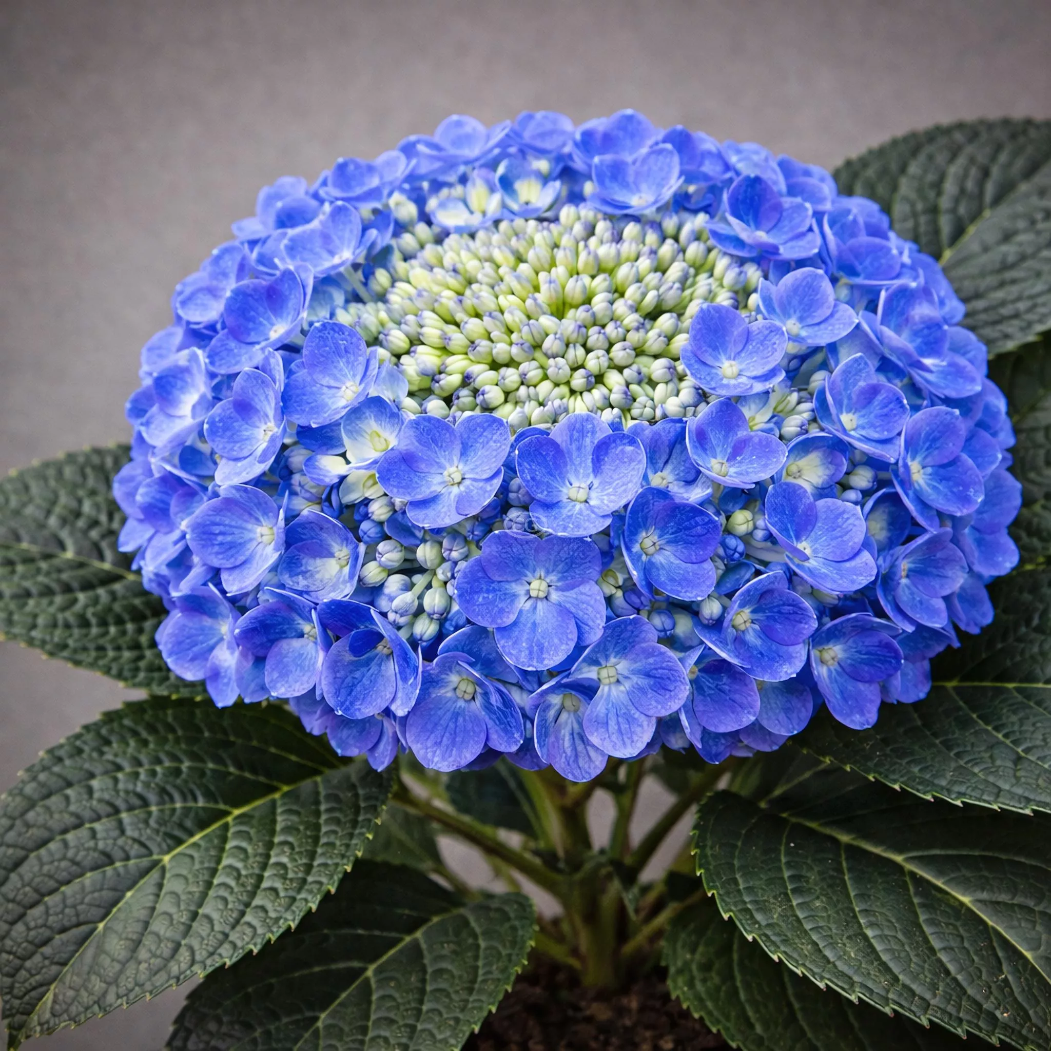 Hydrangea macrophylla 'Endless Summer Pop Star' | Bigleaf Hydrangea 'Endless Summer Pop Star' | {2-Gallon pot} - Classy Groundcovers