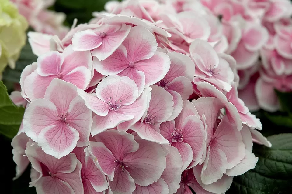 Hydrangea macrophylla ‘Fanfare’ Wedding Ring