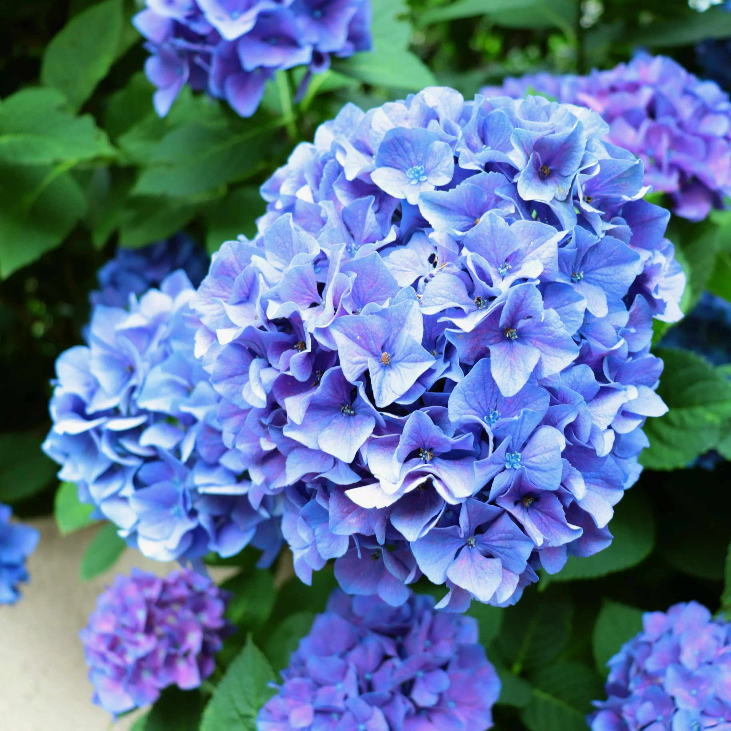Hydrangea macrophylla 'Grenan'- Nantucket Blue™ Hydrangea