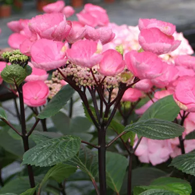 Hydrangea macrophylla ‘Horabstra’