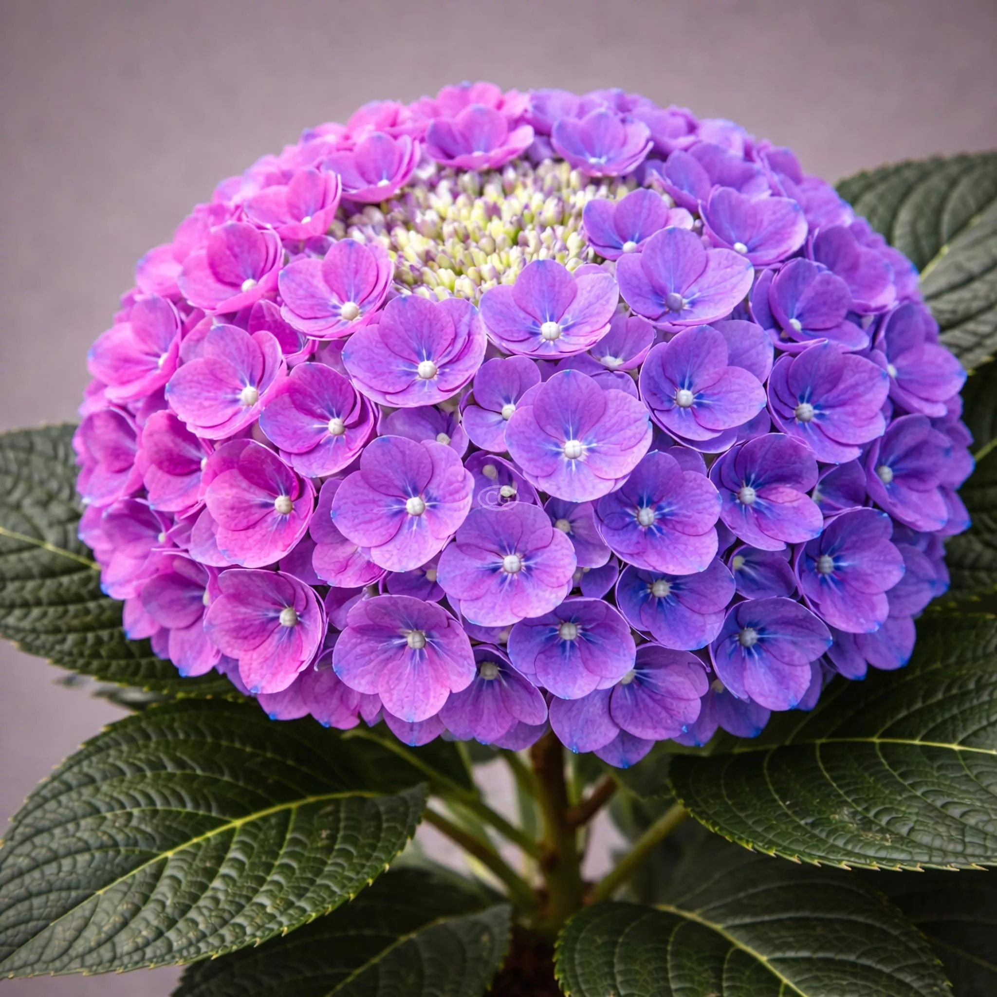 Hydrangea macrophylla 'Let's Dance ¡Arriba!' | Bigleaf Hydrangea 'Let's Dance ¡Arriba!' | {3-Gallon pot} - Classy Groundcovers