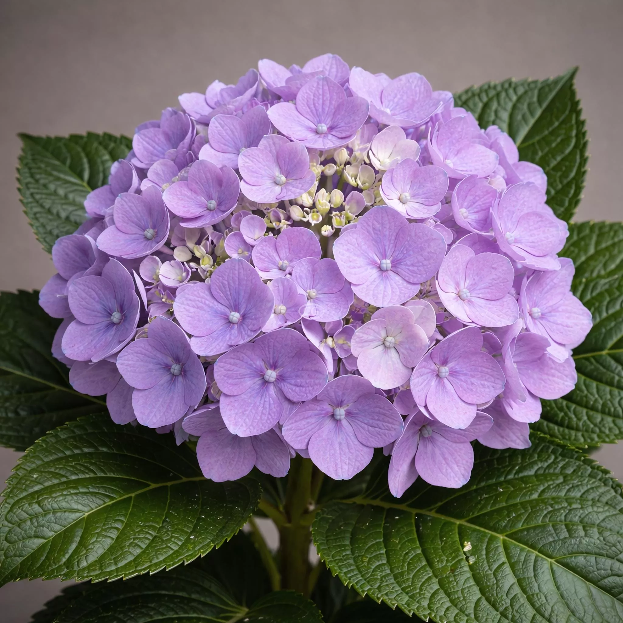 Hydrangea macrophylla 'Let's Dance Lovable' | Bigleaf Hydrangea 'Let's Dance Lovable™' | {3-Gallon pot} - Classy Groundcovers