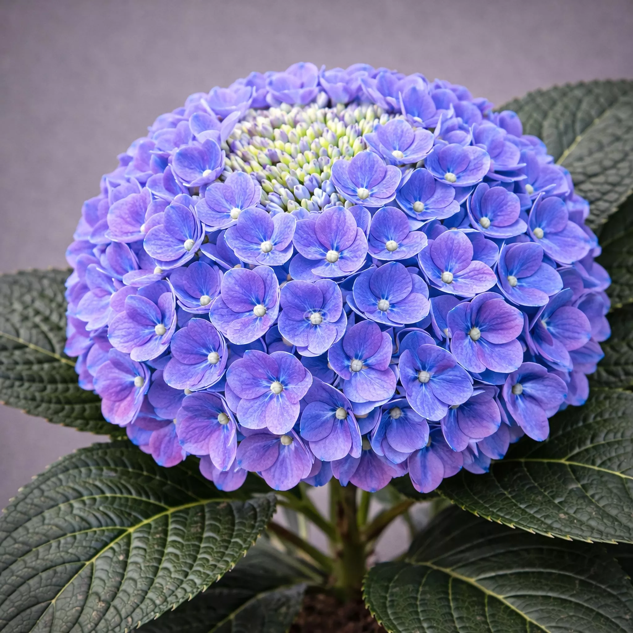 Hydrangea macrophylla 'Let's Dance Rhythmic Blue' | Bigleaf Hydrangea 'Let's Dance Rhythmic Blue' | {3-Gallon pot} - Classy Groundcovers