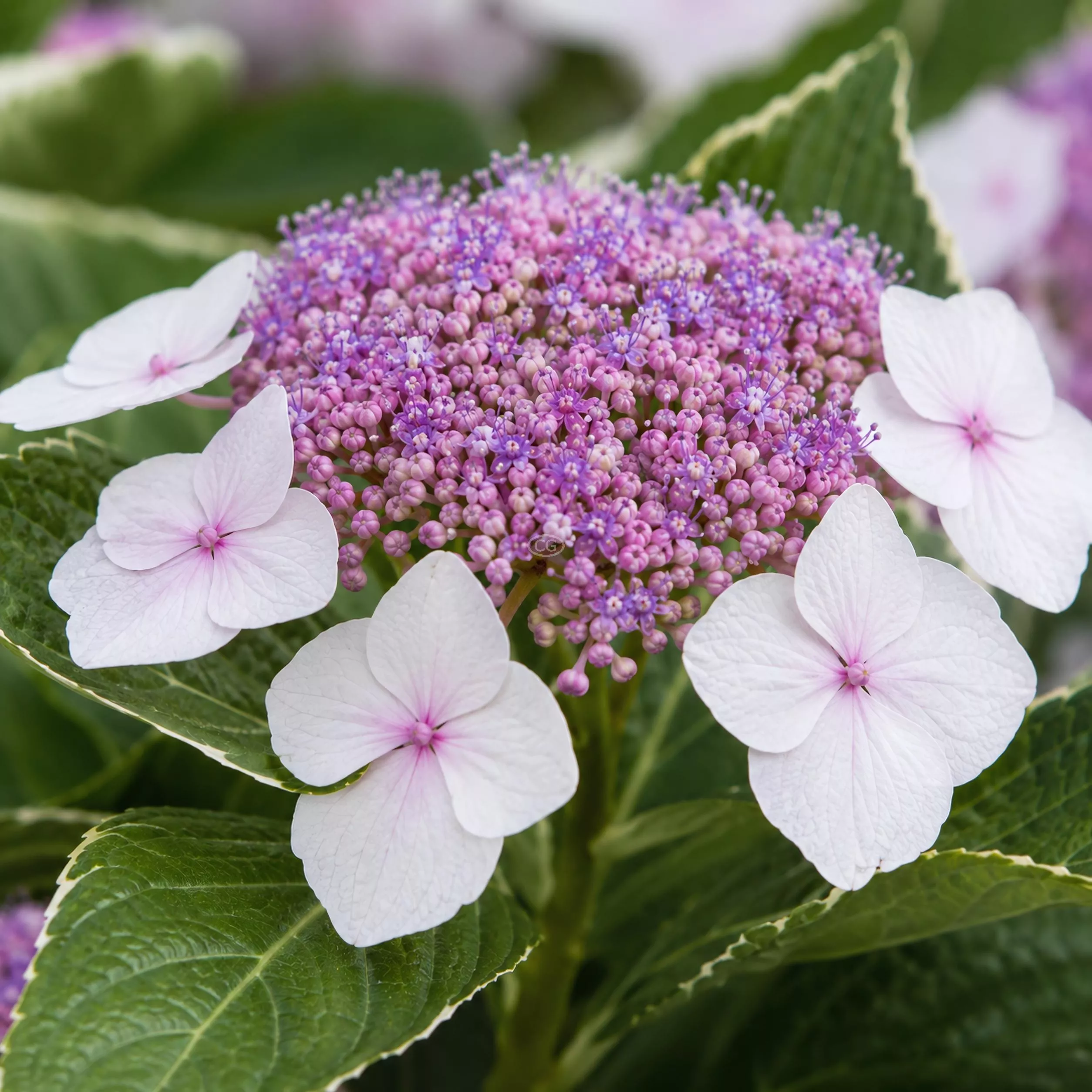 Hydrangea macrophylla 'Light O Day' | Bigleaf Hydrangea 'Light O Day' | {3-Gallon pot} - Classy Groundcovers