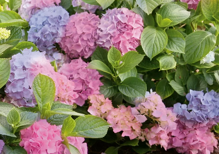 Hydrangea macrophylla ‘Lindsey Anne’ LA Dreamin’