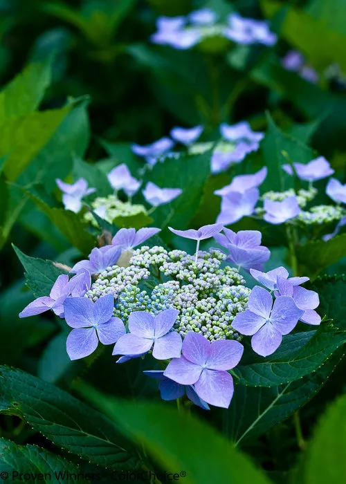 Hydrangea macrophylla ‘Lynn’ Let’s Dance Starlight