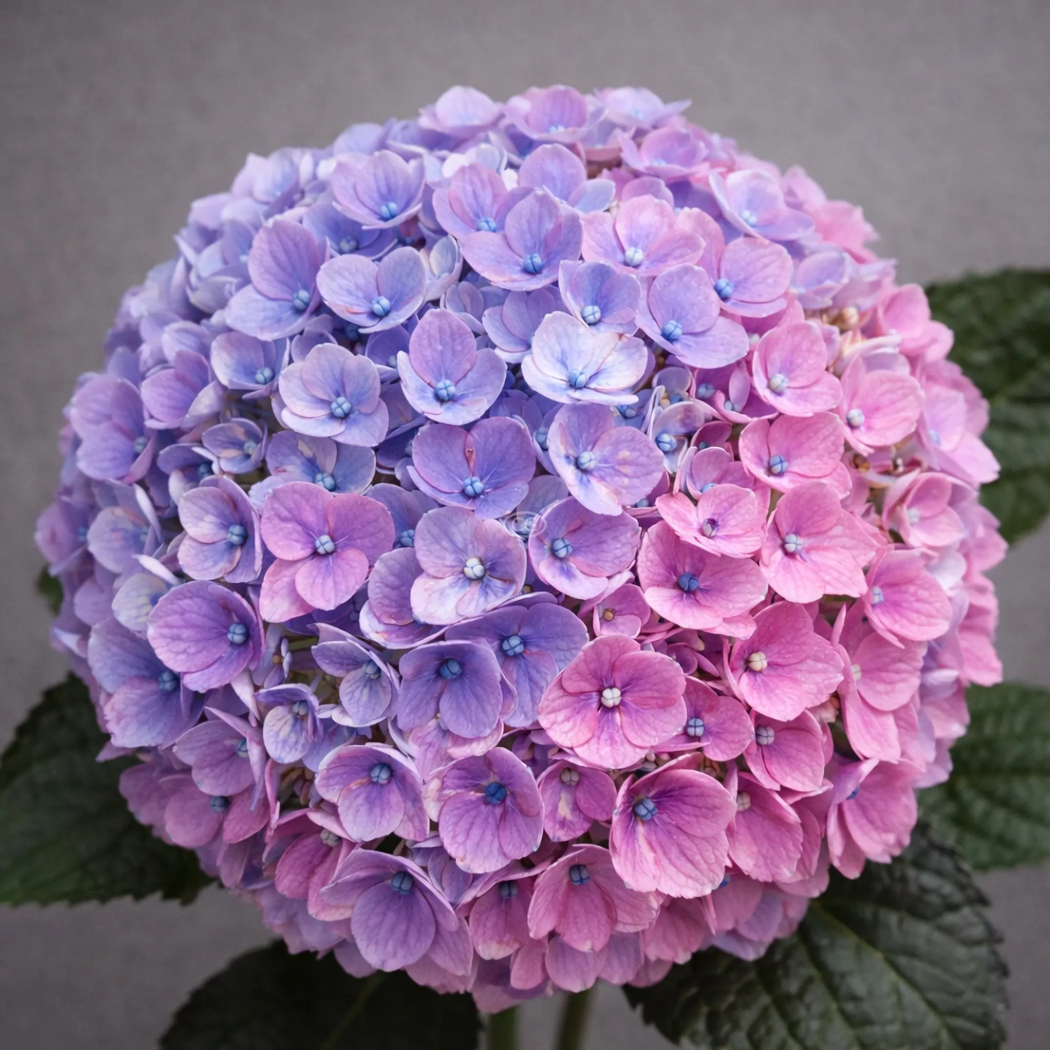 Hydrangea macrophylla 'Magical Revolution' | Bigleaf Hydrangea 'Magical Revolution' | {3-Gallon pot} - Classy Groundcovers