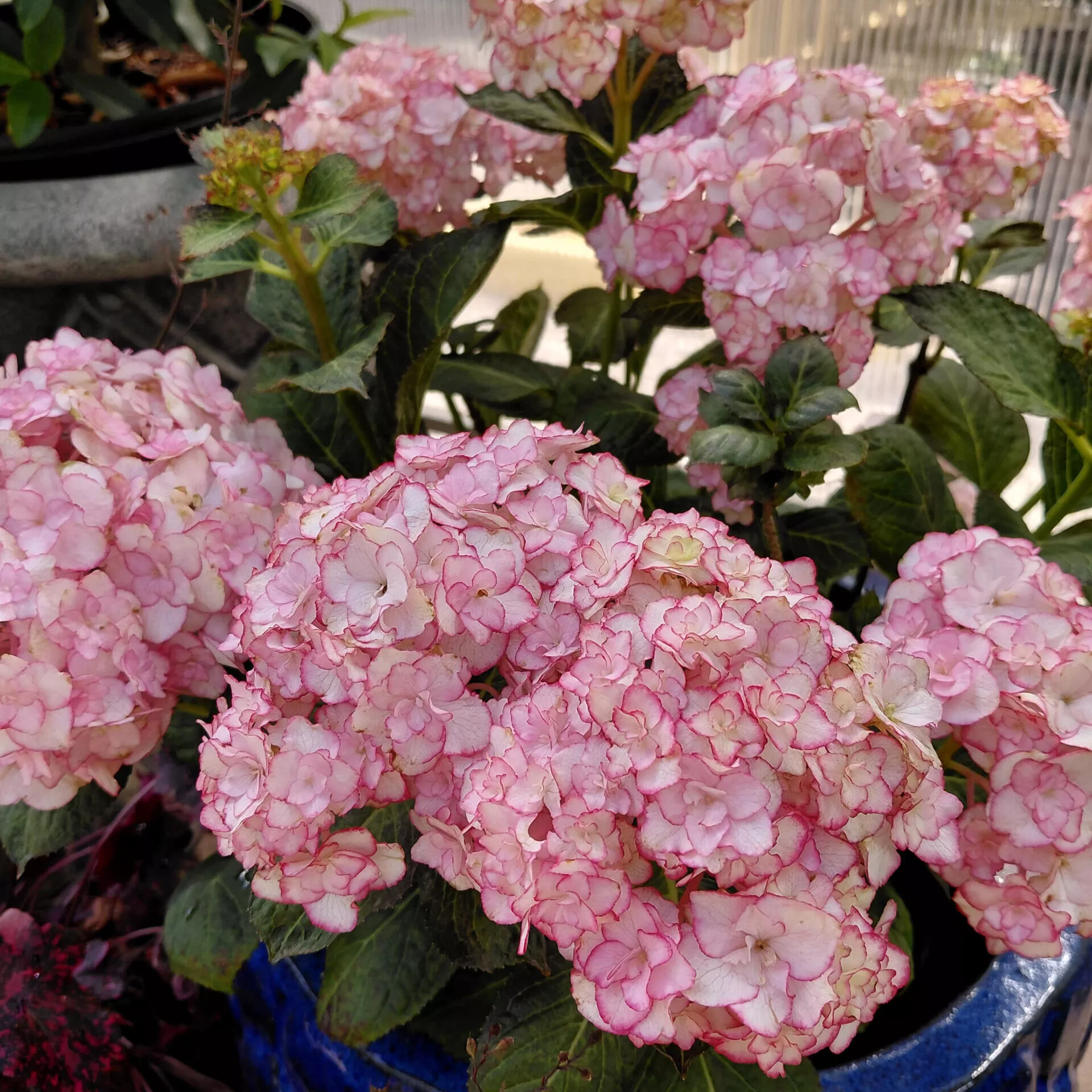 Hydrangea macrophylla ‘Miss Saori’