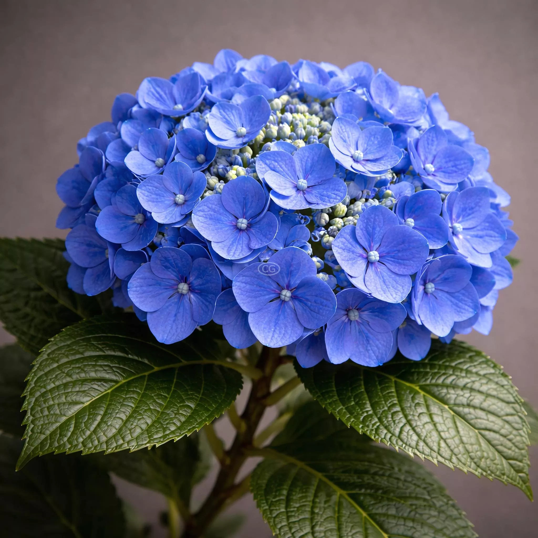 Hydrangea macrophylla 'Nikko Blue' | Bigleaf Hydrangea 'Nikko Blue' | {3-Gallon pot} - Classy Groundcovers