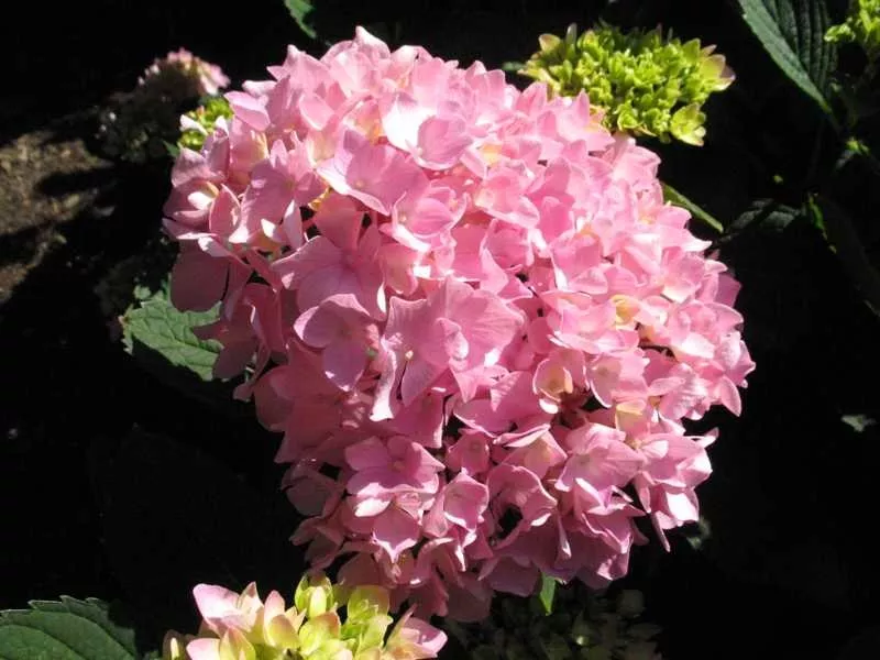Hydrangea macrophylla ‘Robert’ Let’s Dance Moonlight
