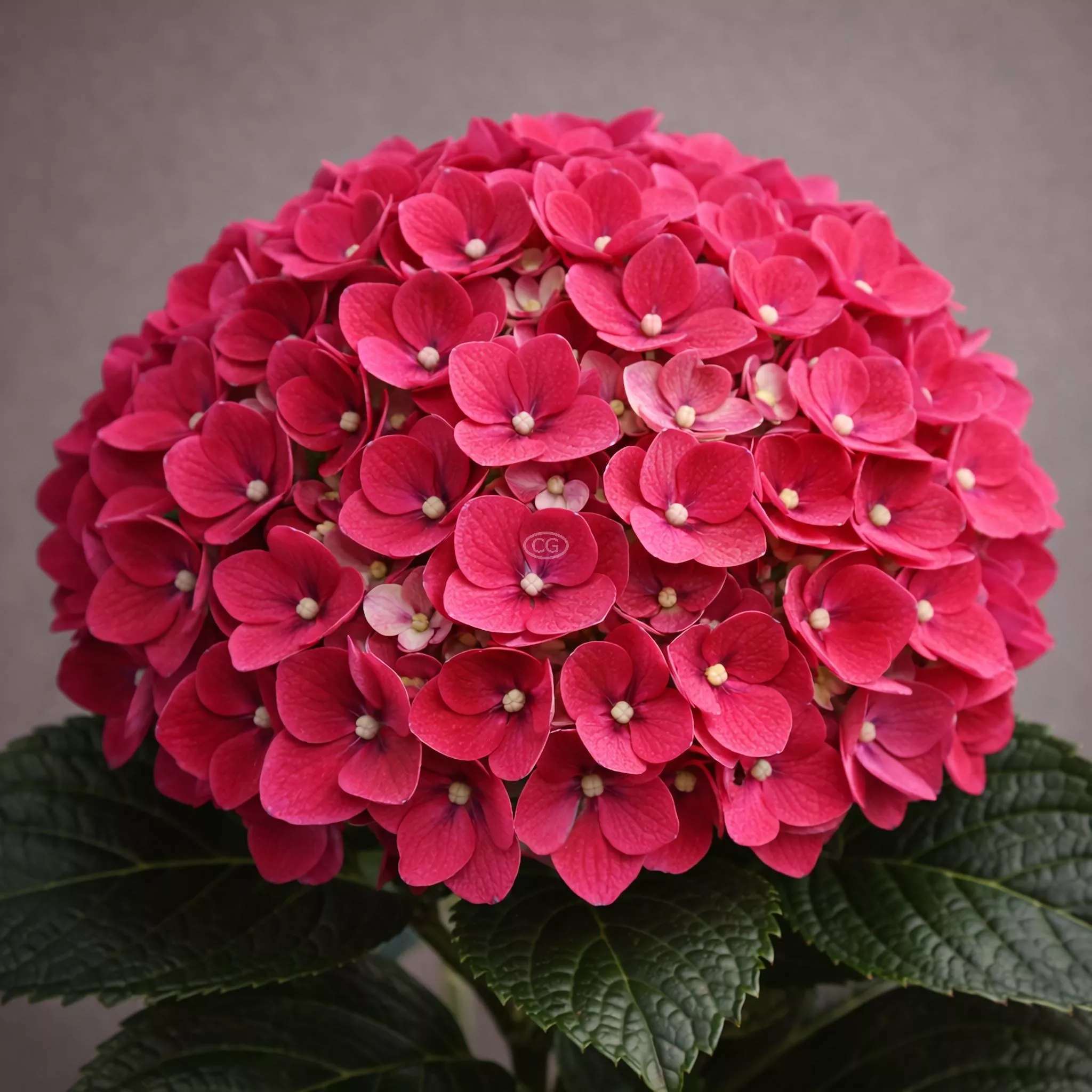Hydrangea macrophylla 'Wee Bit Giddy' | Bigleaf Hydrangea 'Wee Bit Giddy' | {3-Gallon pot} - Classy Groundcovers