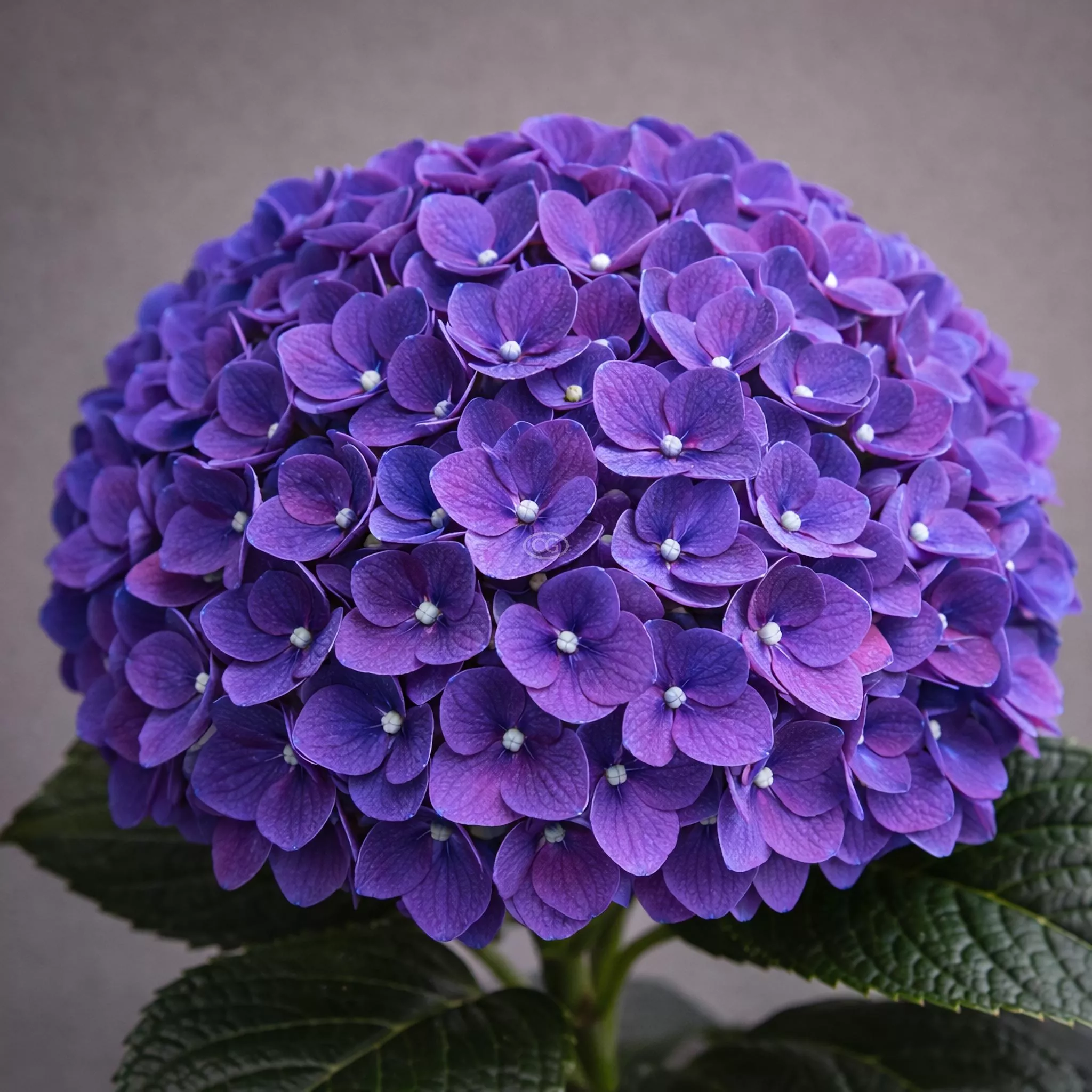 Hydrangea macrophylla 'Wee Bit Grumpy' | Bigleaf Hydrangea 'Wee Bit Grumpy' | {3-Gallon pot} - Classy Groundcovers