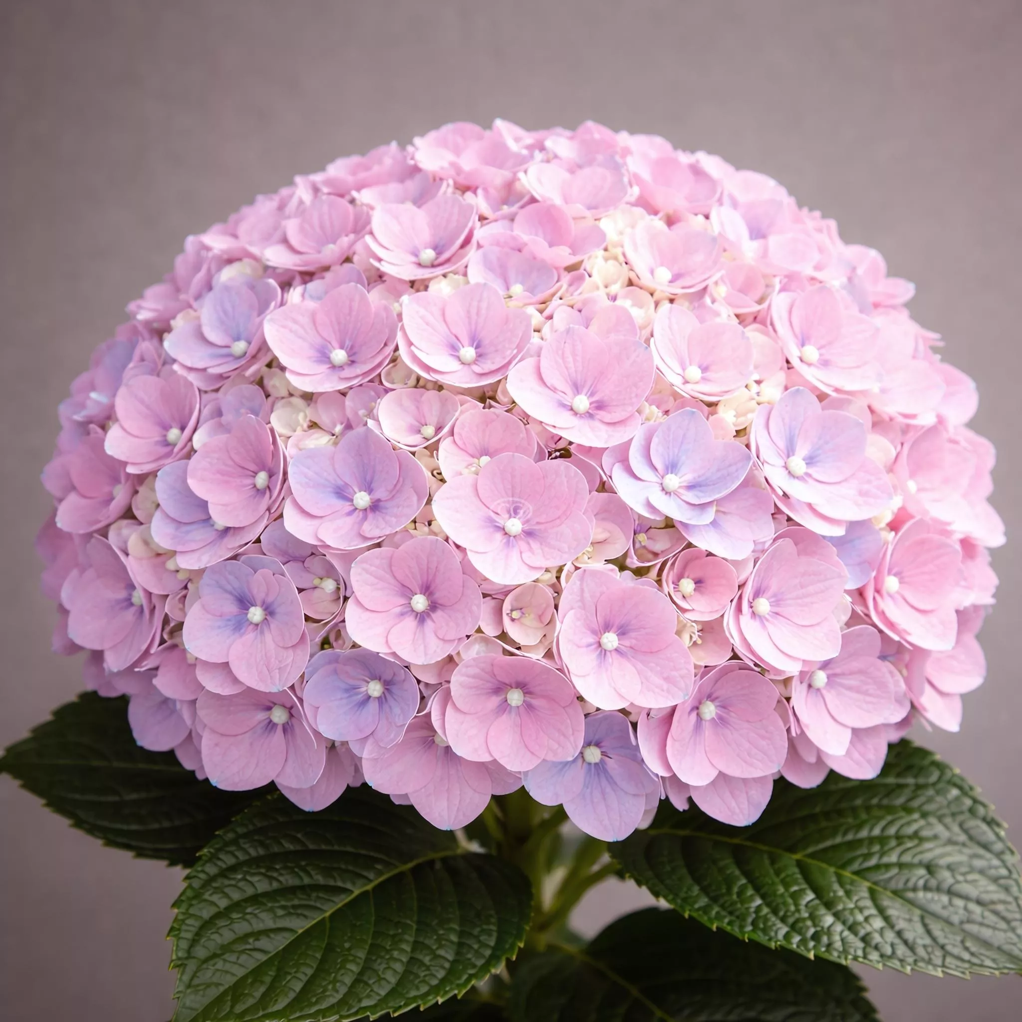 Hydrangea macrophylla 'Wee Bit Innocent' | Bigleaf Hydrangea 'Wee Bit Innocent™' | {3-Gallon pot} - Classy Groundcovers