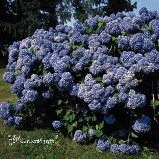 Hydrangea 'Nikko Blue' - One Quart Pot
