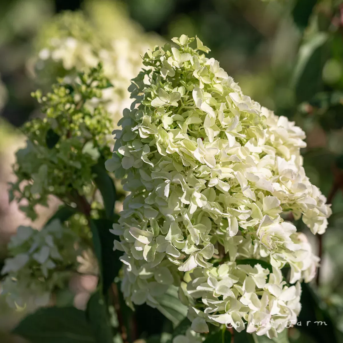 Hydrangea p. Berry White 5gal