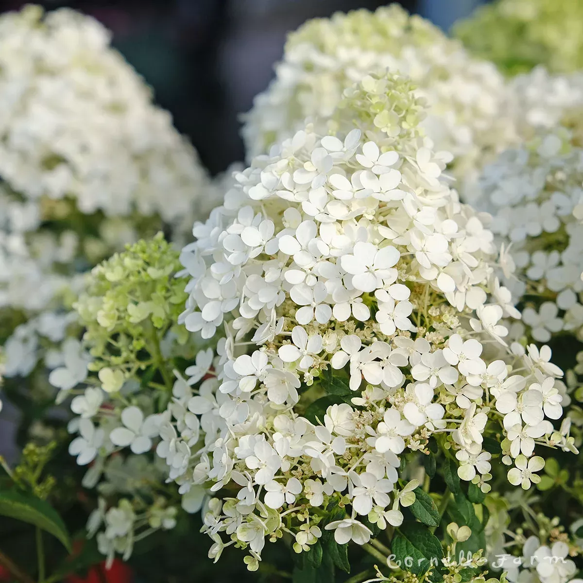 Hydrangea p. Bobo 6gal