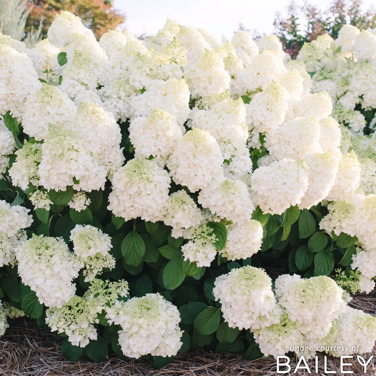 Hydrangea p. Little Hottie 2gal