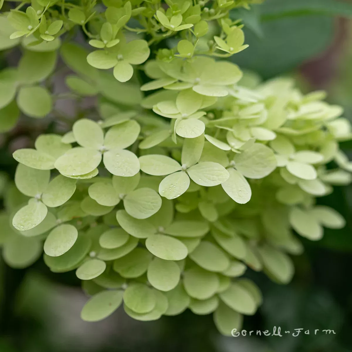 Hydrangea p. Little Lime 6gal