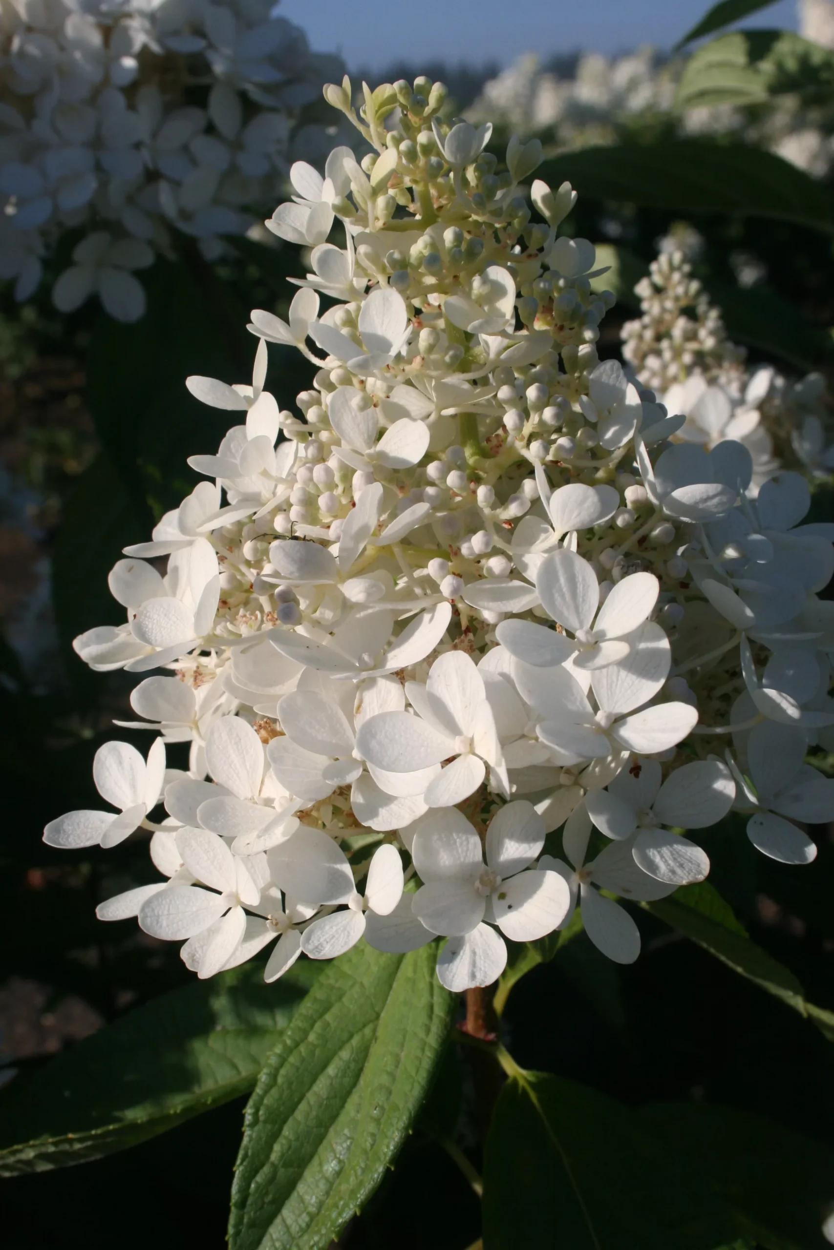Hydrangea p. Phantom