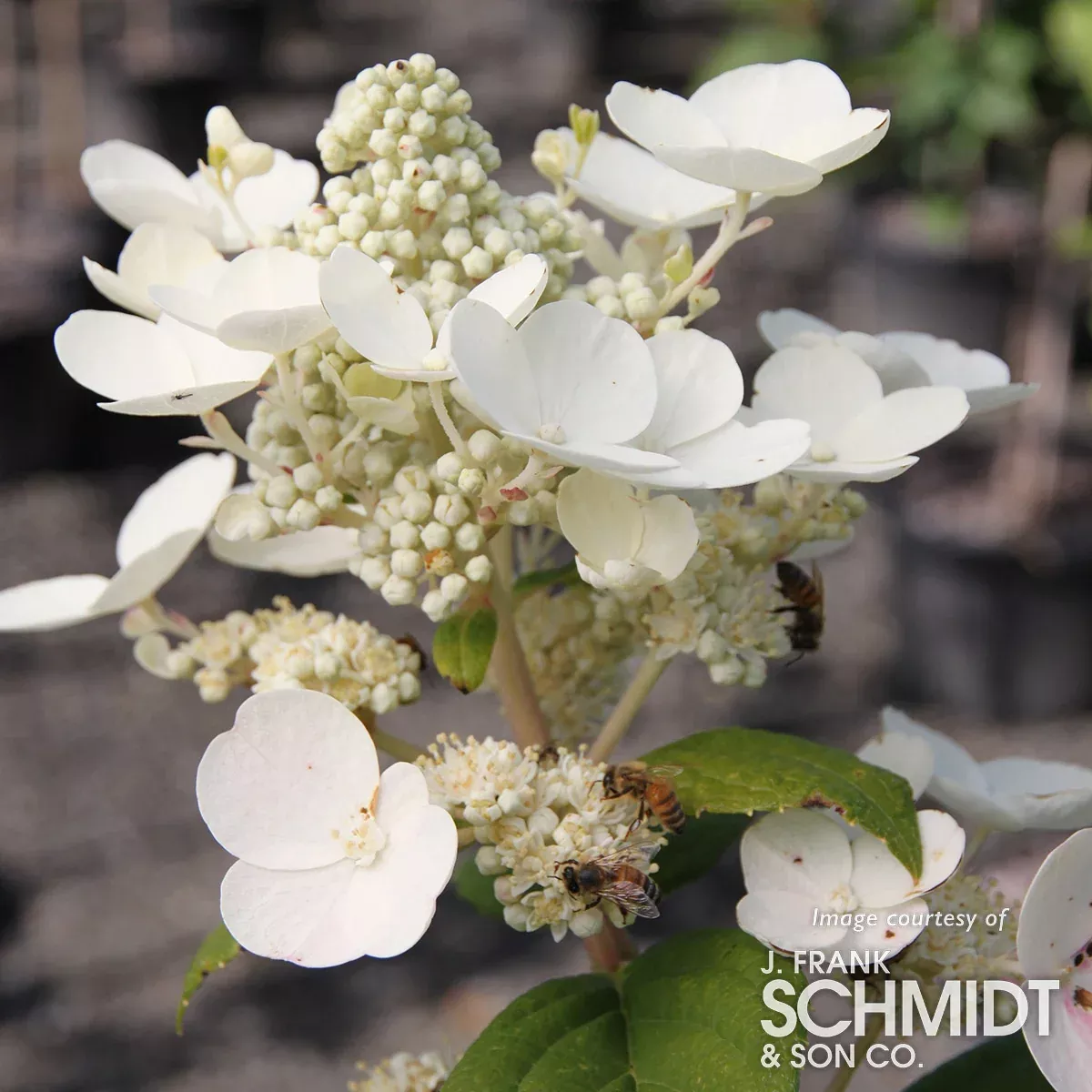 Hydrangea p. Quick Fire 2gal