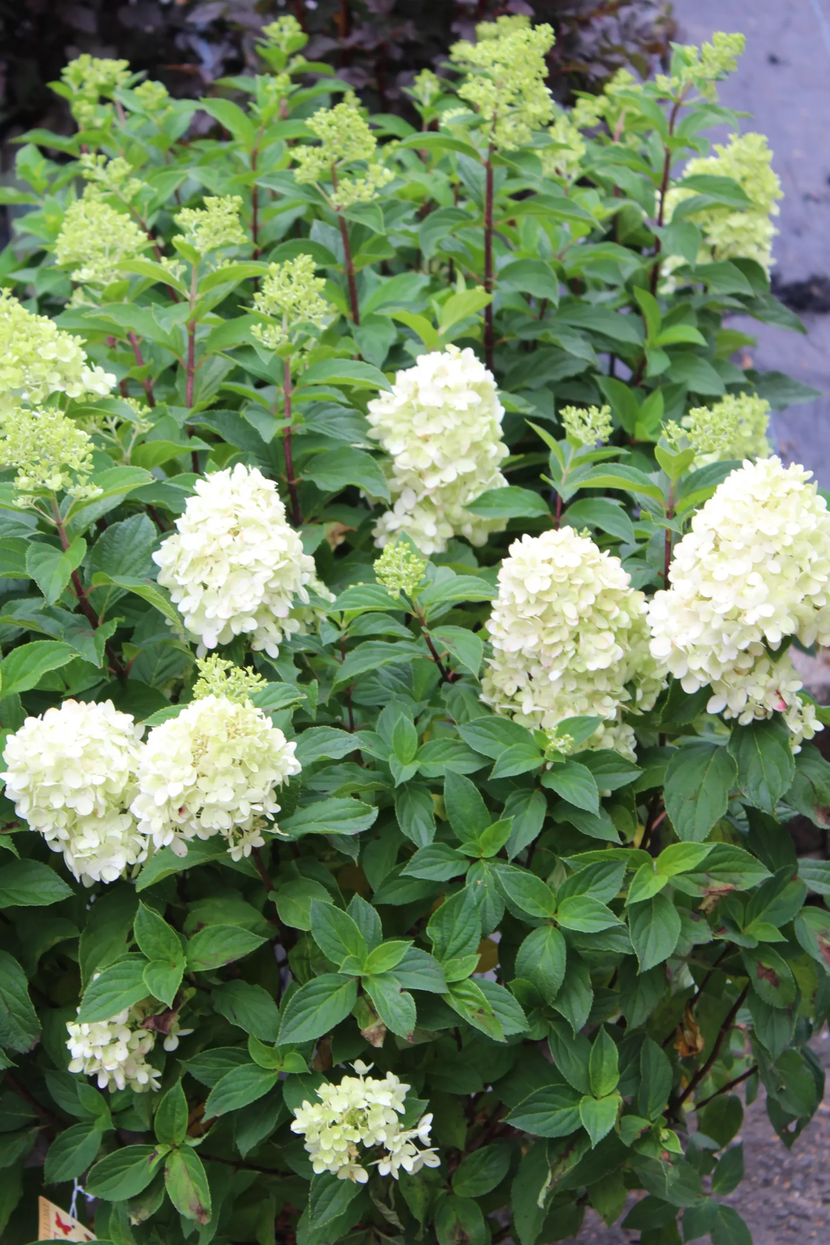 HYDRANGEA PAN. LIMELIGHT PRIME 3g