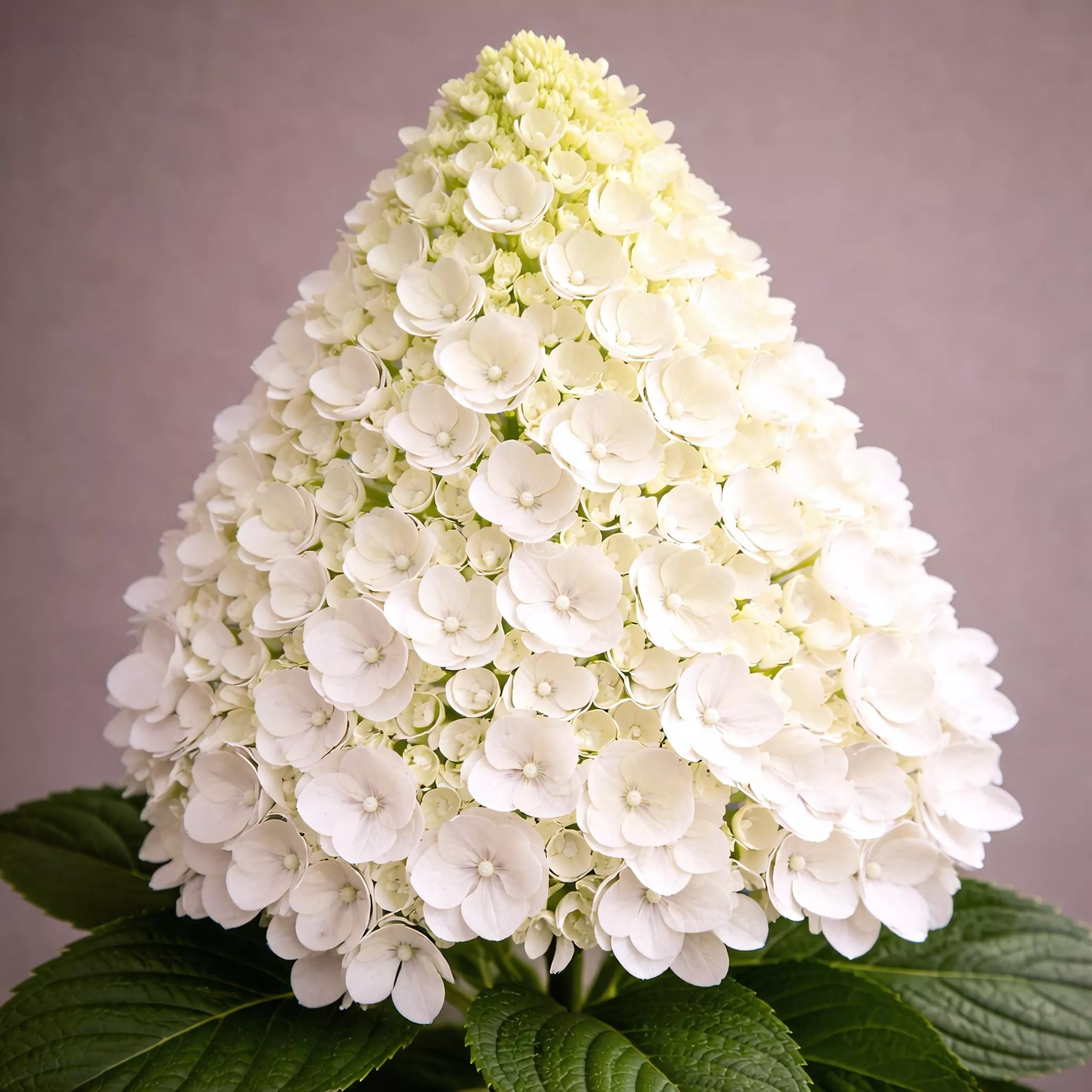 Hydrangea paniculata 'Bobo' | Panicle Hydrangea 'Bobo' | {2-Gallon pot} - Classy Groundcovers