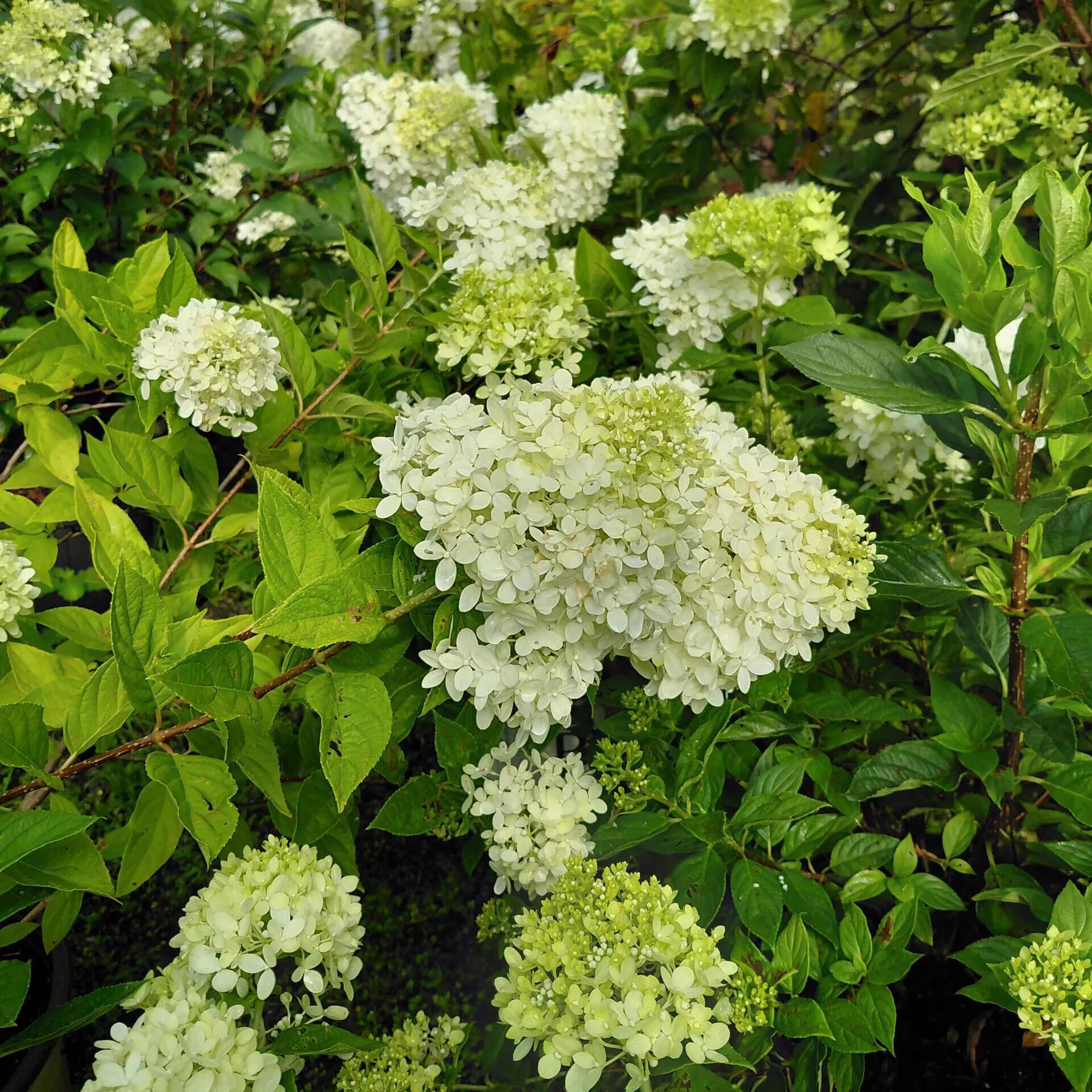 Hydrangea paniculata ‘Jane’ (Little Lime)