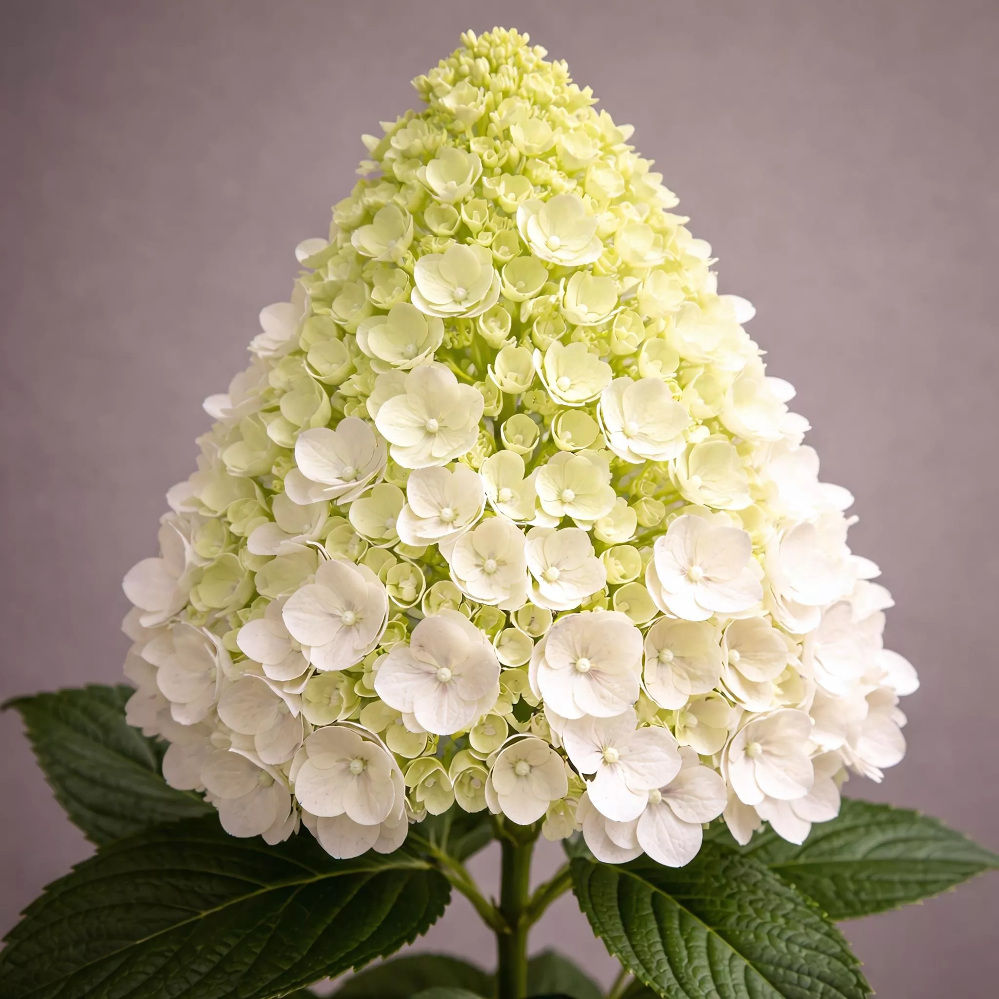 Hydrangea paniculata 'Limelight' | Panicle Hydrangea 'Limelight' | {2-Gallon pot} - Classy Groundcovers