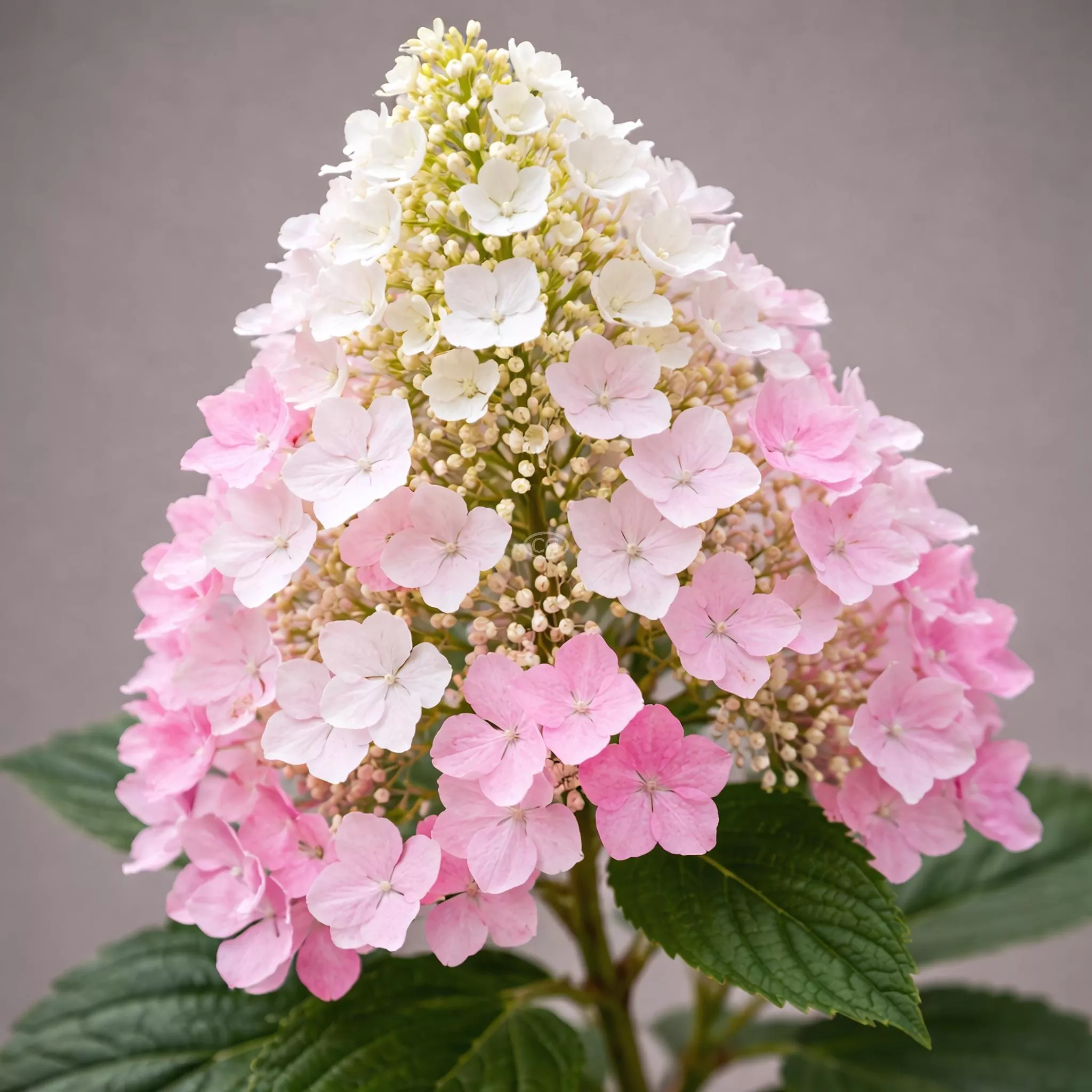 Hydrangea paniculata 'Little Quick Fire' | Panicle Hydrangea 'Little Quick Fire' | {2-Gallon pot} - Classy Groundcovers