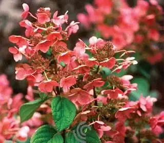 Hydrangea paniculata"Little Quickfire"#3 Container