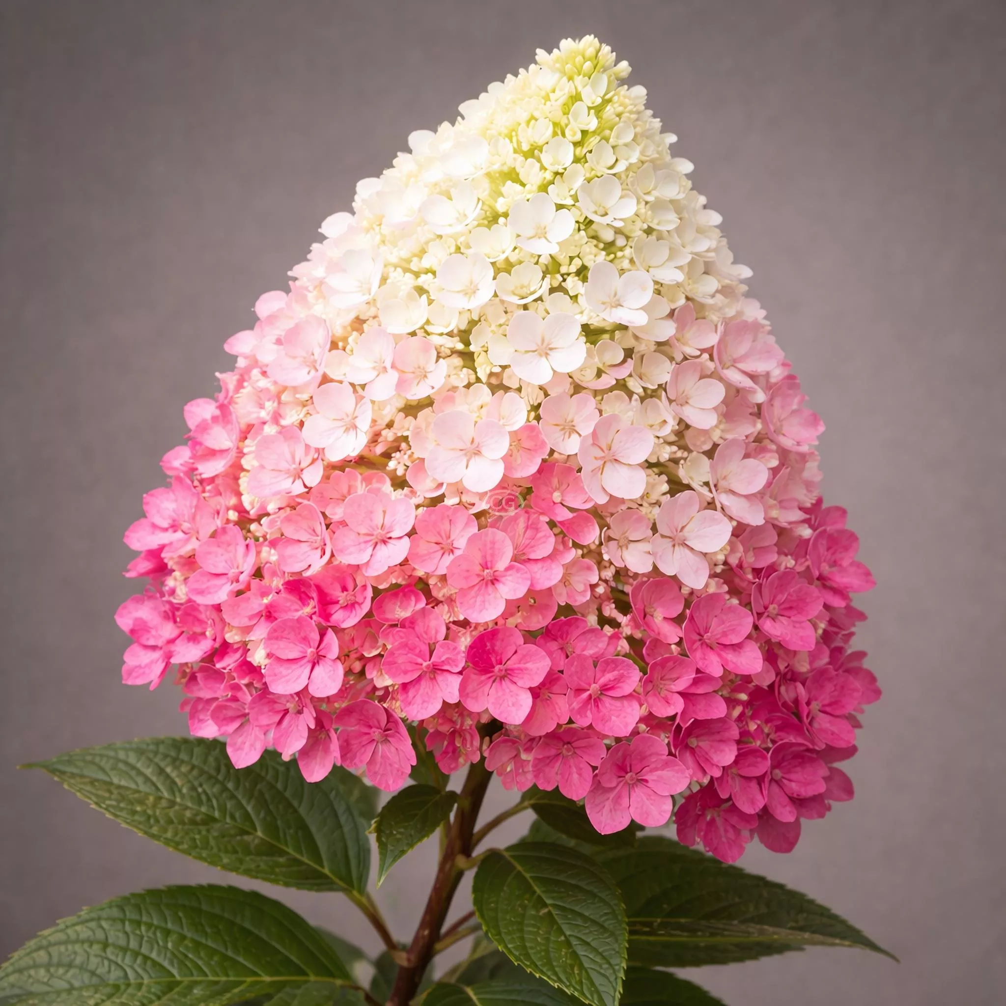 Hydrangea paniculata 'Quick Fire Fab' | Panicle Hydrangea 'Quick Fire Fab' | {2-Gallon pot} - Classy Groundcovers