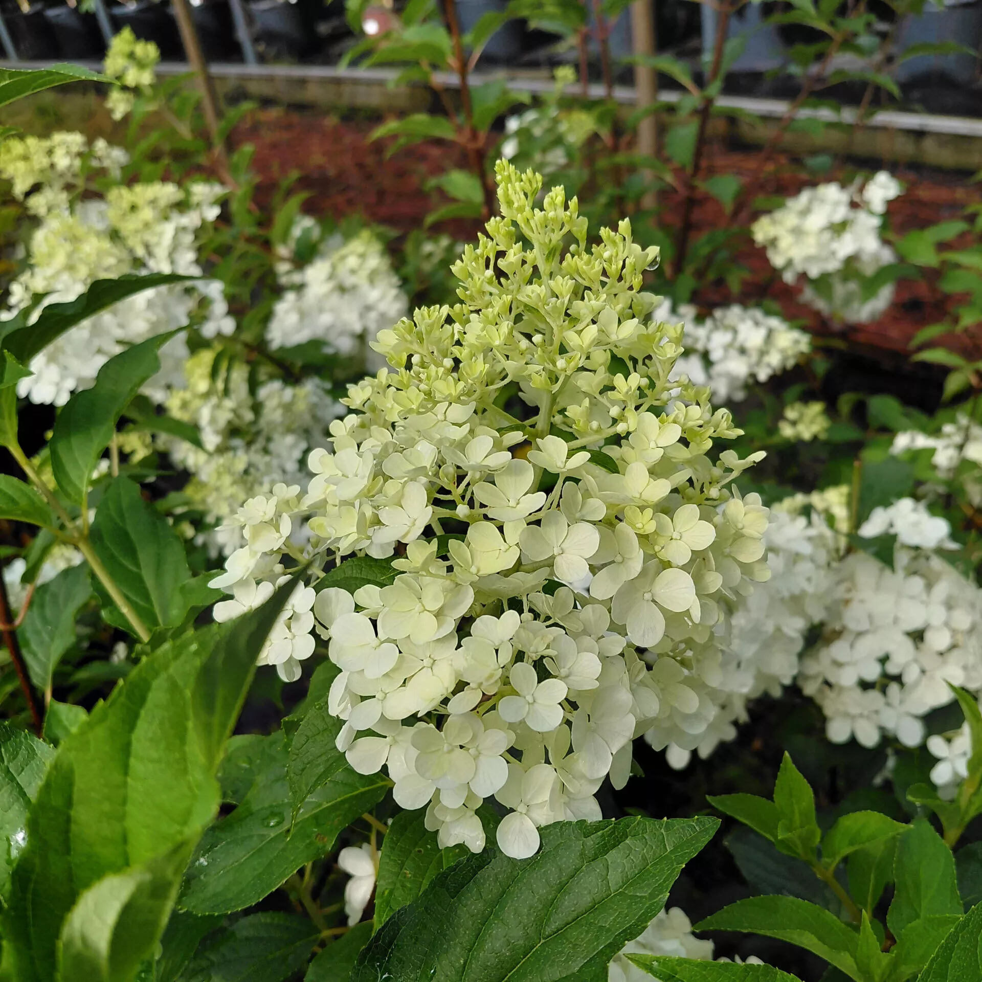 Hydrangea paniculata ‘Rensun’ (Strawberry Sundae)