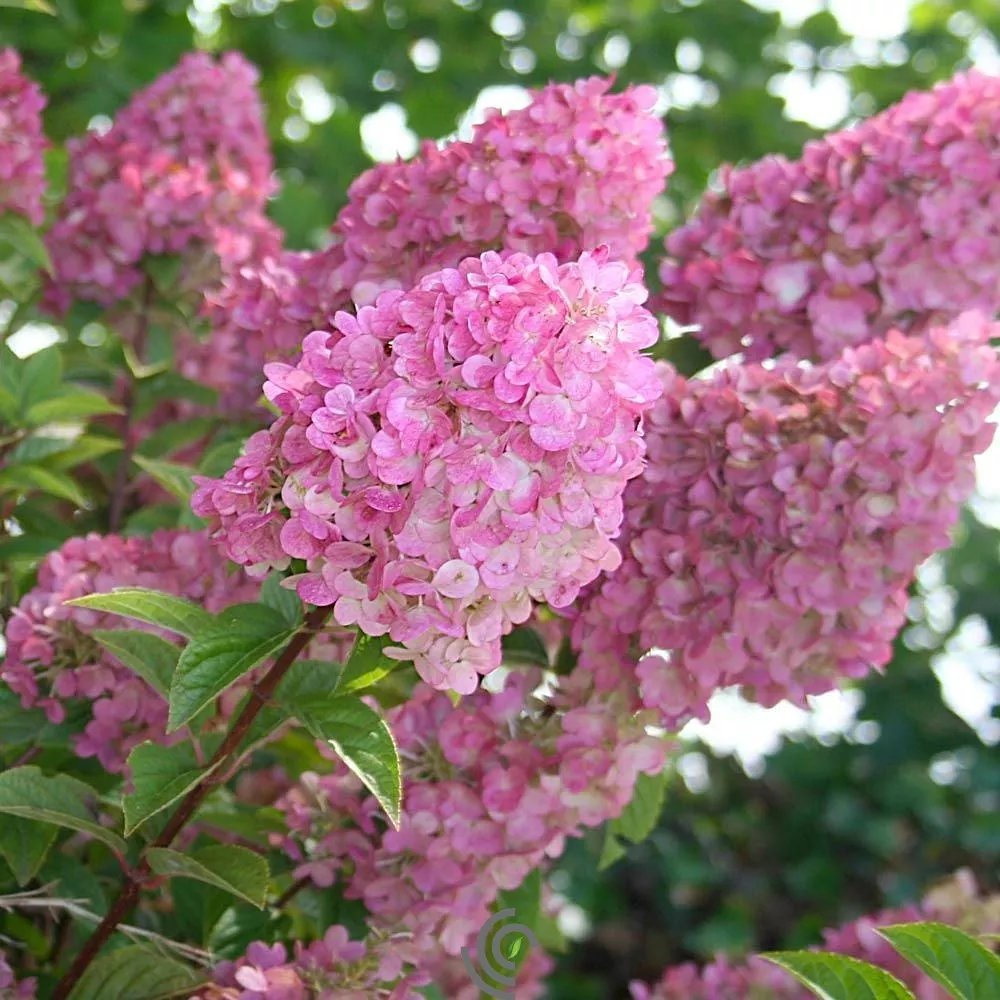 Hydrangea paniculata"Strawberry Sundae"#3 Container