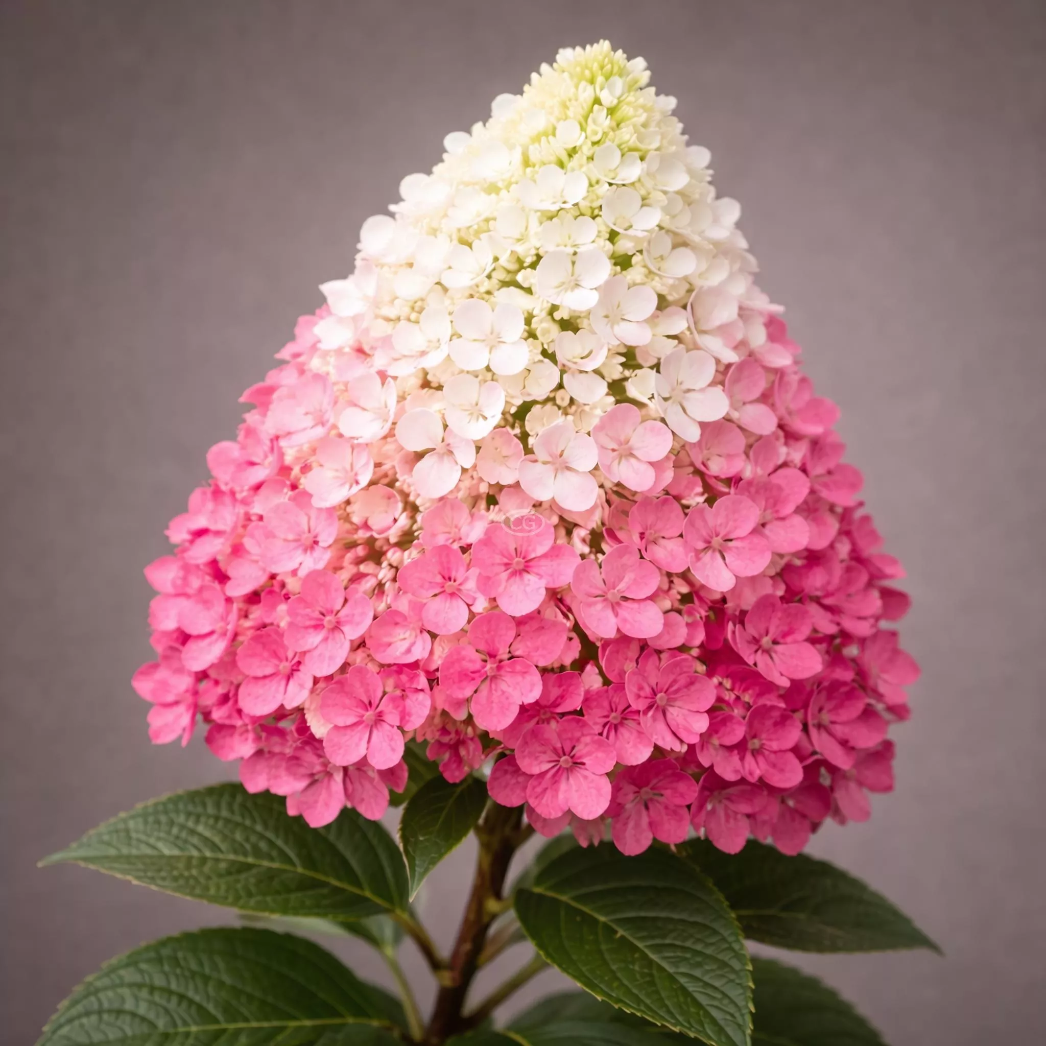 Hydrangea paniculata 'Tiny Quick Fire' | Panicle Hydrangea 'Tiny Quick Fire' | {2-Gallon pot} - Classy Groundcovers