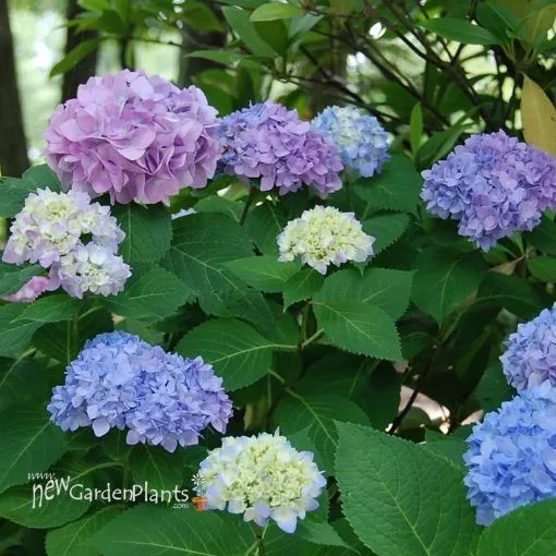 Hydrangea 'Penny Mac' - One Quart Pot