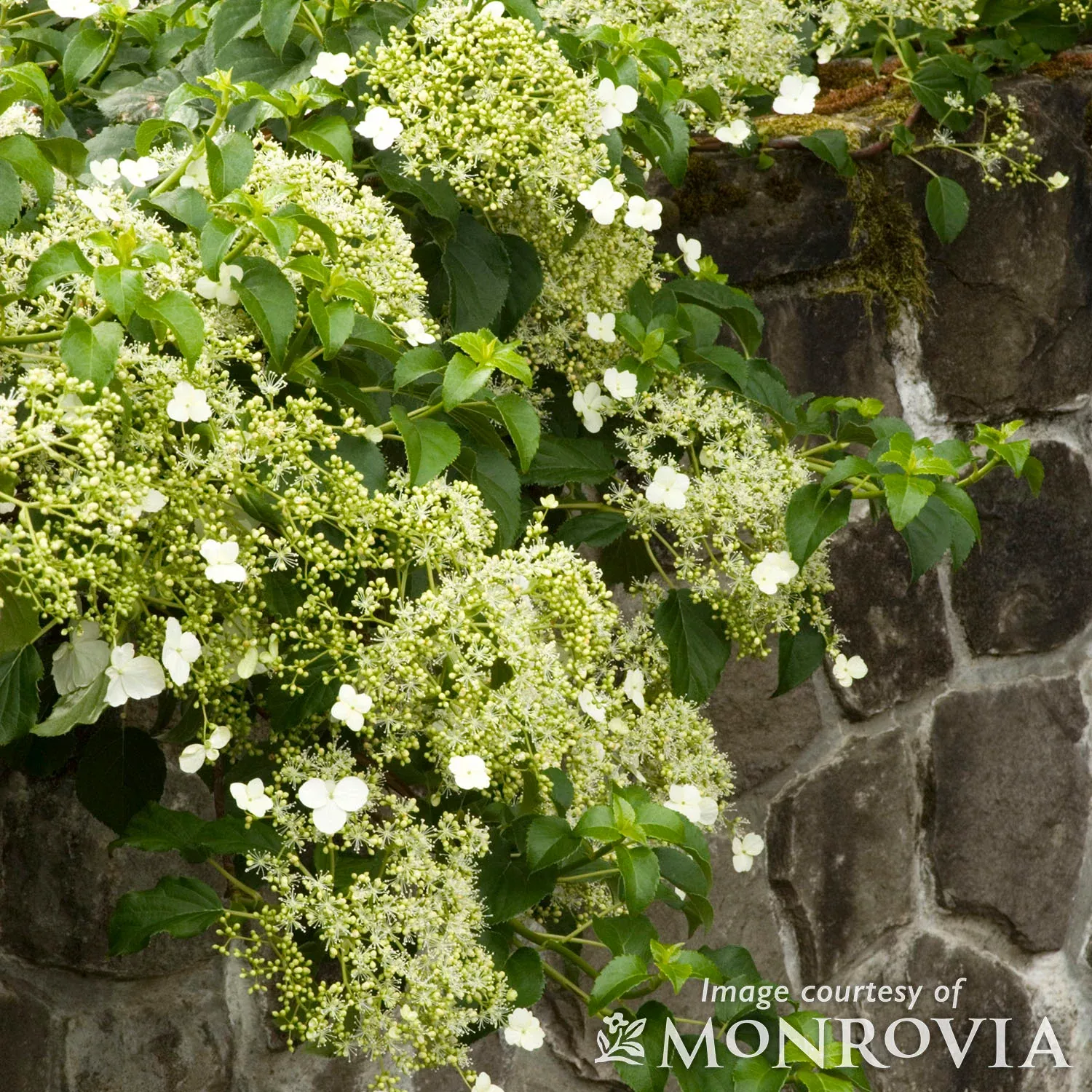 Hydrangea petiolaris 2gal Climbing Hydrangea
