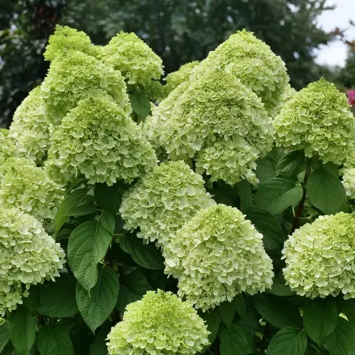 Hydrangea 'Powerball' - One Quart Pot