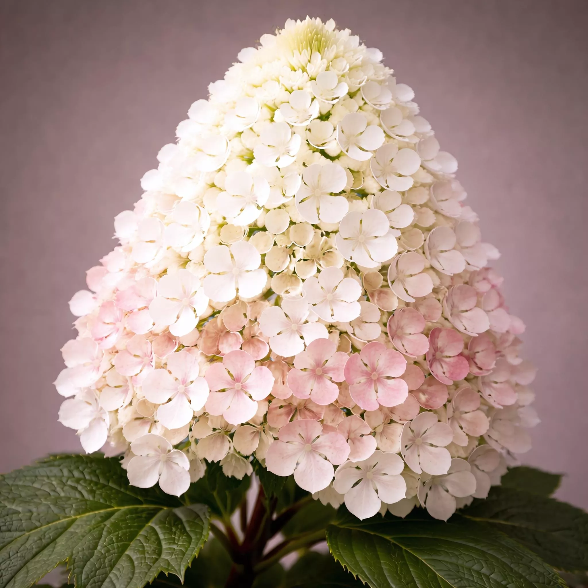 Hydrangea quercifolia 'Jetstream' | Oakleaf Hydrangea 'Jetstream™' | {3-Gallon pot} - Classy Groundcovers