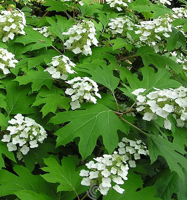 Hydrangea quercifolia(Oakleaf)#3 Container
