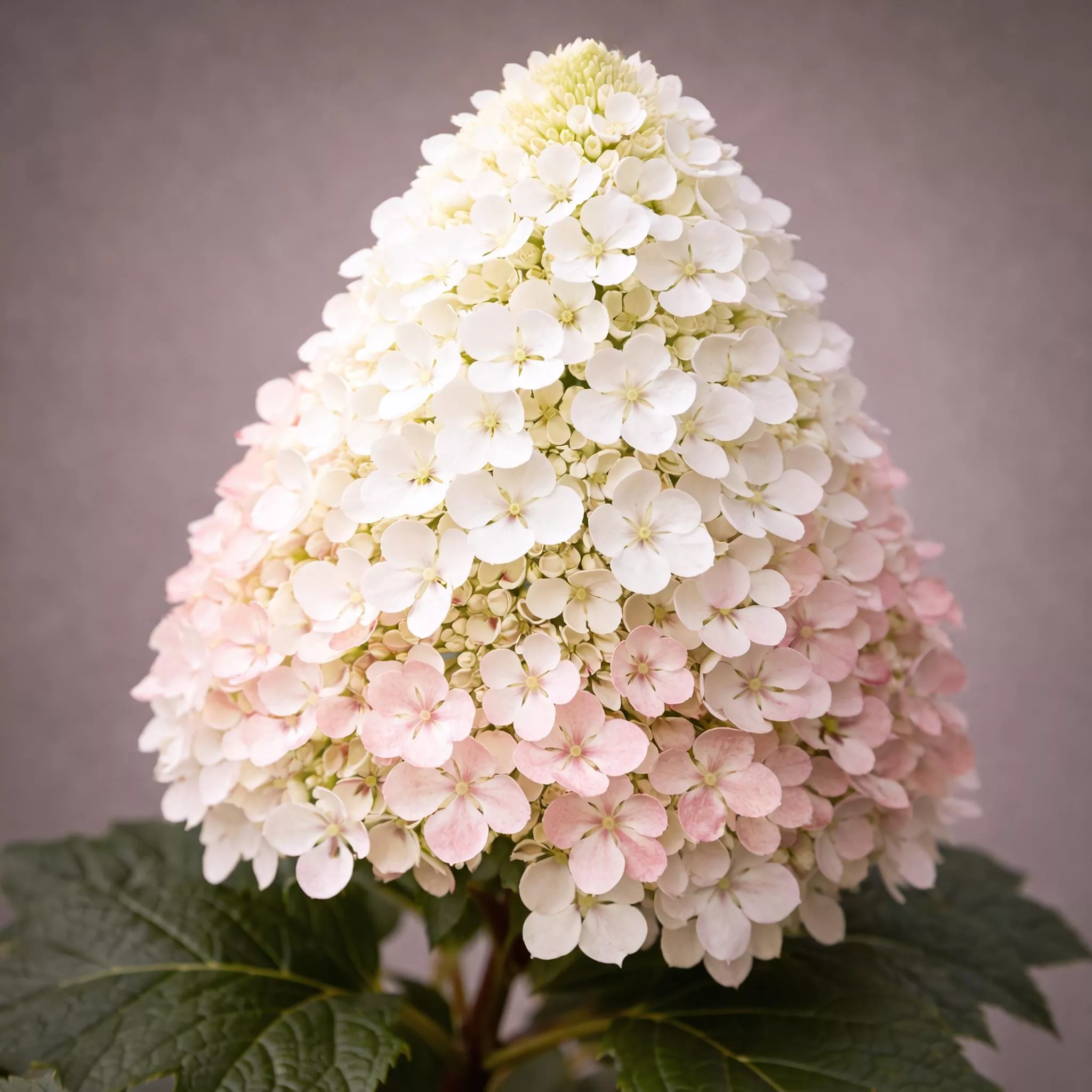 Hydrangea quercifolia 'Snow Queen' | Oakleaf Hydrangea 'Snow Queen™' | {3-Gallon pot} - Classy Groundcovers
