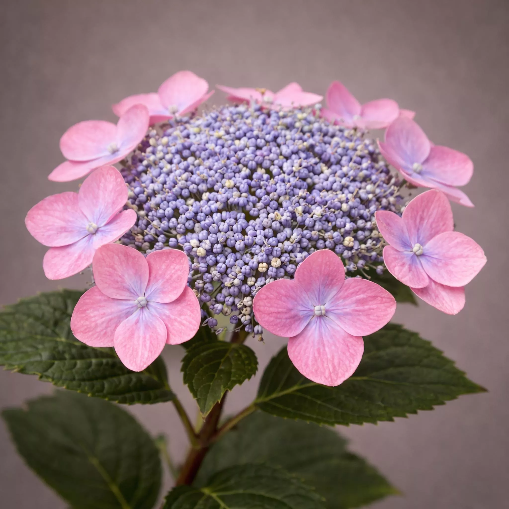 Hydrangea serrata 'Let's Dance Can Do!' | Bigleaf Hydrangea 'Let's Dance Can Do!' | {3-Gallon pot} - Classy Groundcovers