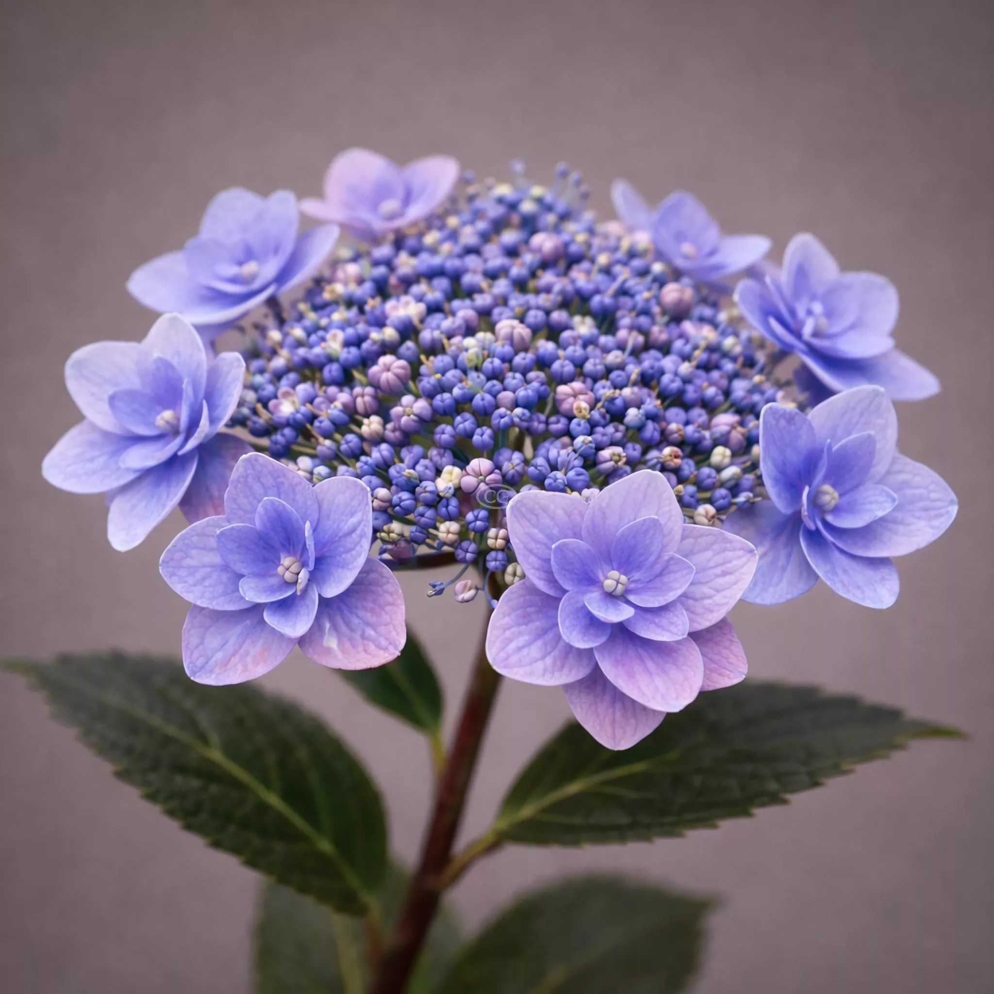 Hydrangea serrata 'Tiny Tuff Stuff' | Mountain Hydrangea 'Tiny Tuff Stuff™' | {3-Gallon pot} - Classy Groundcovers
