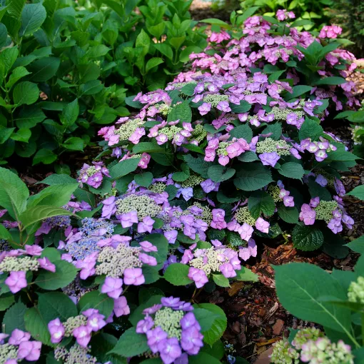 Hydrangea 'Tuff Stuff Top Fun™' - One Quart Pot