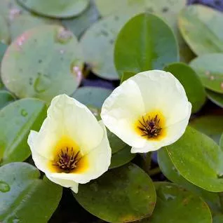Hydrocleys nymphoides