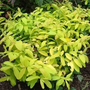 Hypericum calycinum ‘Brigadoon’