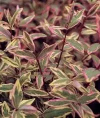 Hypericum x moserianum ‘Tricolor’
