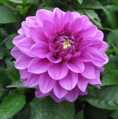 Hypnotica Lavender Dahlia