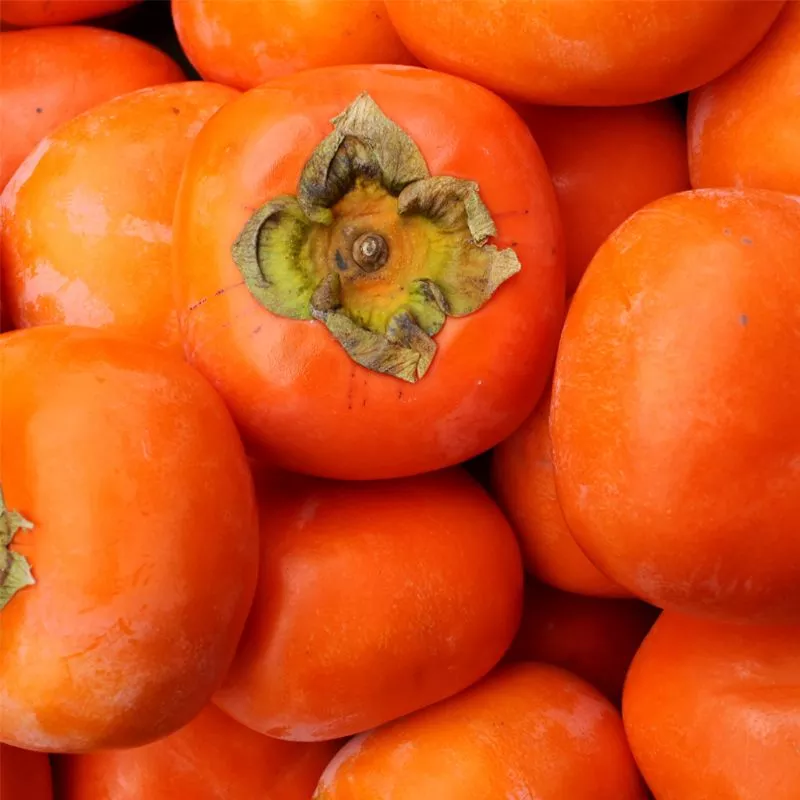 I 94 American Persimmon Tree