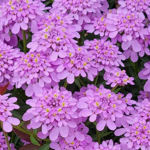 Iberis 'Mermaid Lavender' - One Quart Pot