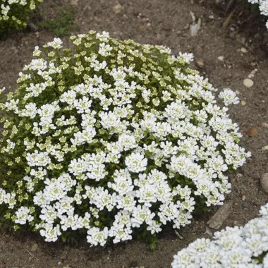 Iberis s. 'Candy Ice' (25) BR Plants